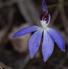 Cyanicula caerulea at Fadden, ACT - suppressed