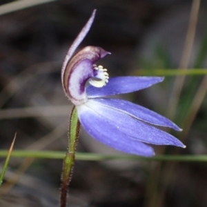 Cyanicula caerulea at Fadden, ACT - suppressed