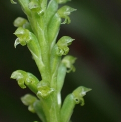 Microtis parviflora (Slender Onion Orchid) at Vincentia, NSW - 8 Sep 2022 by AnneG1