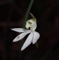 Caladenia catenata (White Fingers) at Huskisson, NSW - 4 Sep 2022 by AnneG1