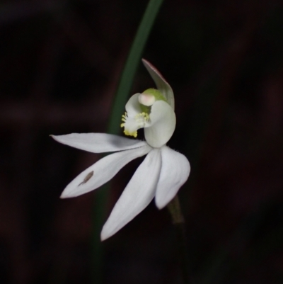 Caladenia catenata (White Fingers) at Huskisson, NSW - 4 Sep 2022 by AnneG1