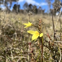 Diuris chryseopsis (Golden Moth) at Throsby, ACT - 13 Sep 2022 by JasonC