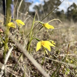 Diuris chryseopsis at Throsby, ACT - 13 Sep 2022