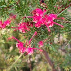 Grevillea rosmarinifolia subsp. rosmarinifolia at Farrer, ACT - 13 Sep 2022 03:15 PM