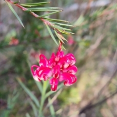 Grevillea rosmarinifolia subsp. rosmarinifolia at Farrer, ACT - 13 Sep 2022 03:15 PM