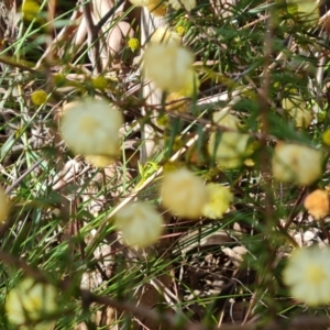 Acacia ulicifolia at Farrer, ACT - 13 Sep 2022 03:03 PM