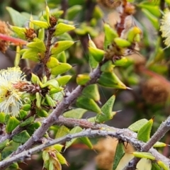 Acacia gunnii (Ploughshare Wattle) at Farrer Ridge - 13 Sep 2022 by Mike