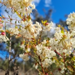 Pimelea linifolia subsp. linifolia at Farrer, ACT - 13 Sep 2022 02:48 PM