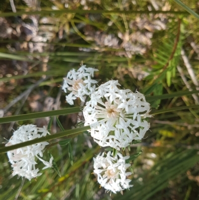 Pimelea linifolia (Slender Rice Flower) at Marcus Beach, QLD - 13 Sep 2022 by Fuschia