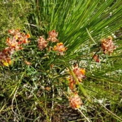 Pultenaea paleacea at Marcus Beach, QLD - 13 Sep 2022 by Fuschia