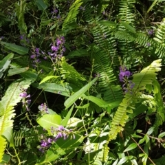 Hardenbergia violacea (False Sarsaparilla) at Marcus Beach, QLD - 13 Sep 2022 by Fuschia