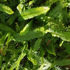 Nephrolepis cordifolia (Fishbone Fern) at Marcus Beach, QLD - 13 Sep 2022 by Fuschia