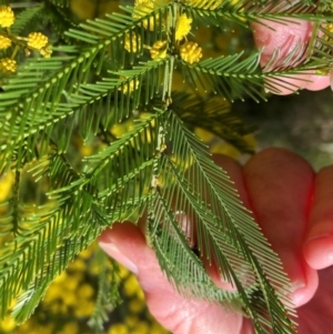 Acacia decurrens at Hackett, ACT - 13 Sep 2022