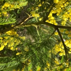 Acacia decurrens at Hackett, ACT - 13 Sep 2022