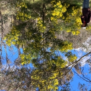 Acacia decurrens at Hackett, ACT - 13 Sep 2022