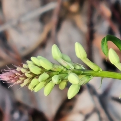 Stackhousia monogyna (Creamy Candles) at Farrer Ridge - 13 Sep 2022 by Mike