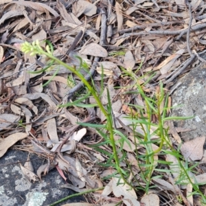 Stackhousia monogyna at Farrer, ACT - 13 Sep 2022