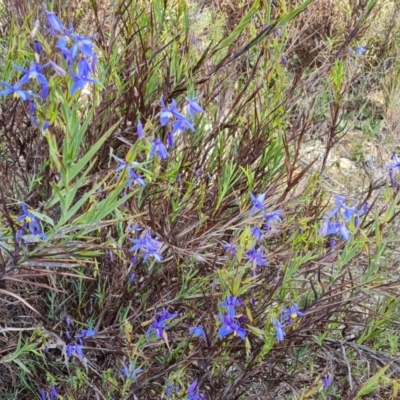 Stypandra glauca (Nodding Blue Lily) at Farrer Ridge - 13 Sep 2022 by Mike