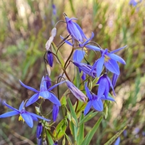 Stypandra glauca at Farrer, ACT - 13 Sep 2022