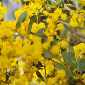 Acacia buxifolia subsp. buxifolia at Farrer, ACT - 13 Sep 2022