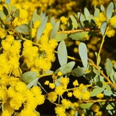 Acacia buxifolia subsp. buxifolia at Farrer, ACT - 13 Sep 2022