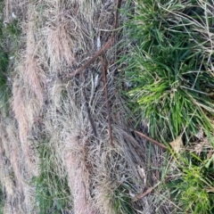 Nassella neesiana (Chilean Needlegrass) at Hackett, ACT - 13 Sep 2022 by waltraud