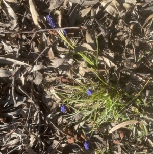 Muscari armeniacum at Aranda, ACT - 13 Sep 2022