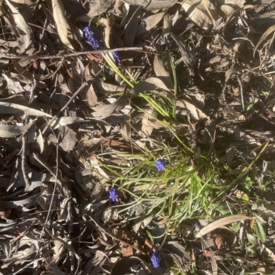 Muscari armeniacum (Grape Hyacinth) at Aranda, ACT - 13 Sep 2022 by lbradley