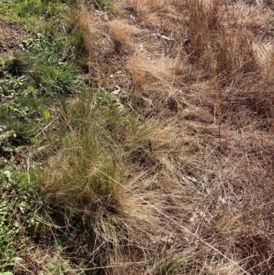 Nassella trichotoma (Serrated Tussock) at Hackett, ACT - 13 Sep 2022 by waltraud