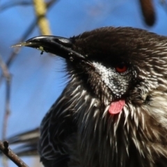 Anthochaera carunculata (Red Wattlebird) at Greenway, ACT - 13 Sep 2022 by RodDeb