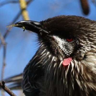 Anthochaera carunculata (Red Wattlebird) at Greenway, ACT - 13 Sep 2022 by RodDeb