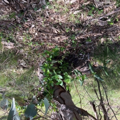 Lonicera japonica (Japanese Honeysuckle) at Hackett, ACT - 13 Sep 2022 by waltraud