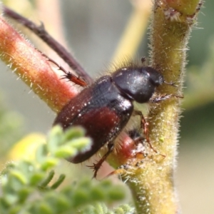 Heteronyx dimidiatus at Murrumbateman, NSW - 11 Sep 2022