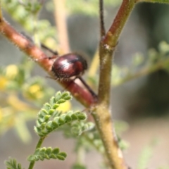 Heteronyx dimidiatus at Murrumbateman, NSW - 11 Sep 2022