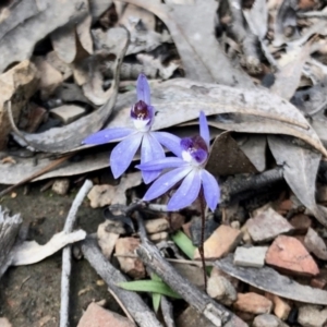 Cyanicula caerulea at Point 751 - suppressed