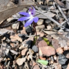 Cyanicula caerulea at Point 751 - suppressed