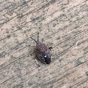 Poecilometis sp. (genus) at Aranda, ACT - 12 Sep 2022 09:25 AM