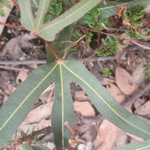 Brachychiton populneus at Queanbeyan, NSW - 17 Jul 2022