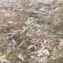 Brachychiton populneus at Queanbeyan, NSW - 17 Jul 2022 02:54 PM