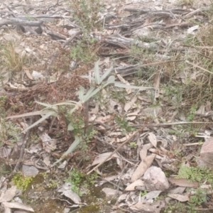 Brachychiton populneus at Queanbeyan, NSW - 17 Jul 2022 02:54 PM