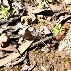 Erina hyacinthina (Varied Dusky-blue) at Bruce Ridge to Gossan Hill - 13 Sep 2022 by KMcCue