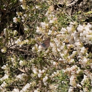 Erina hyacinthina at Bruce, ACT - 13 Sep 2022 11:13 AM