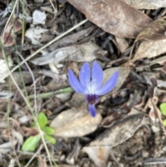 Cyanicula caerulea (Blue Fingers, Blue Fairies) at Bruce, ACT - 13 Sep 2022 by JVR