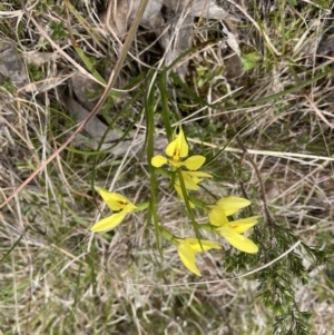 Diuris chryseopsis at Throsby, ACT - 12 Sep 2022