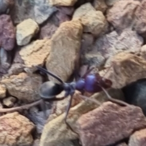 Iridomyrmex purpureus at Bungendore, NSW - 11 Sep 2022