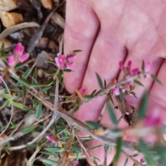 Lissanthe strigosa subsp. subulata (Peach Heath) at Bungendore, NSW - 10 Sep 2022 by clarehoneydove