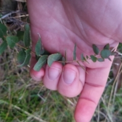 Eucalyptus bridgesiana (Apple Box) at Bungendore, NSW - 11 Sep 2022 by clarehoneydove