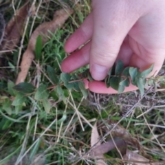 Eucalyptus bridgesiana at Bungendore, NSW - 11 Sep 2022