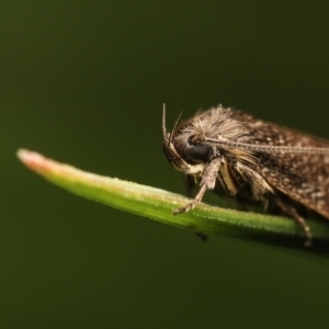 Leistomorpha brontoscopa at Murrumbateman, NSW - 13 Sep 2022