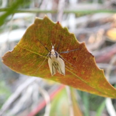 Lithosiini (tribe) at Murrumbateman, NSW - 13 Sep 2022 by SimoneC